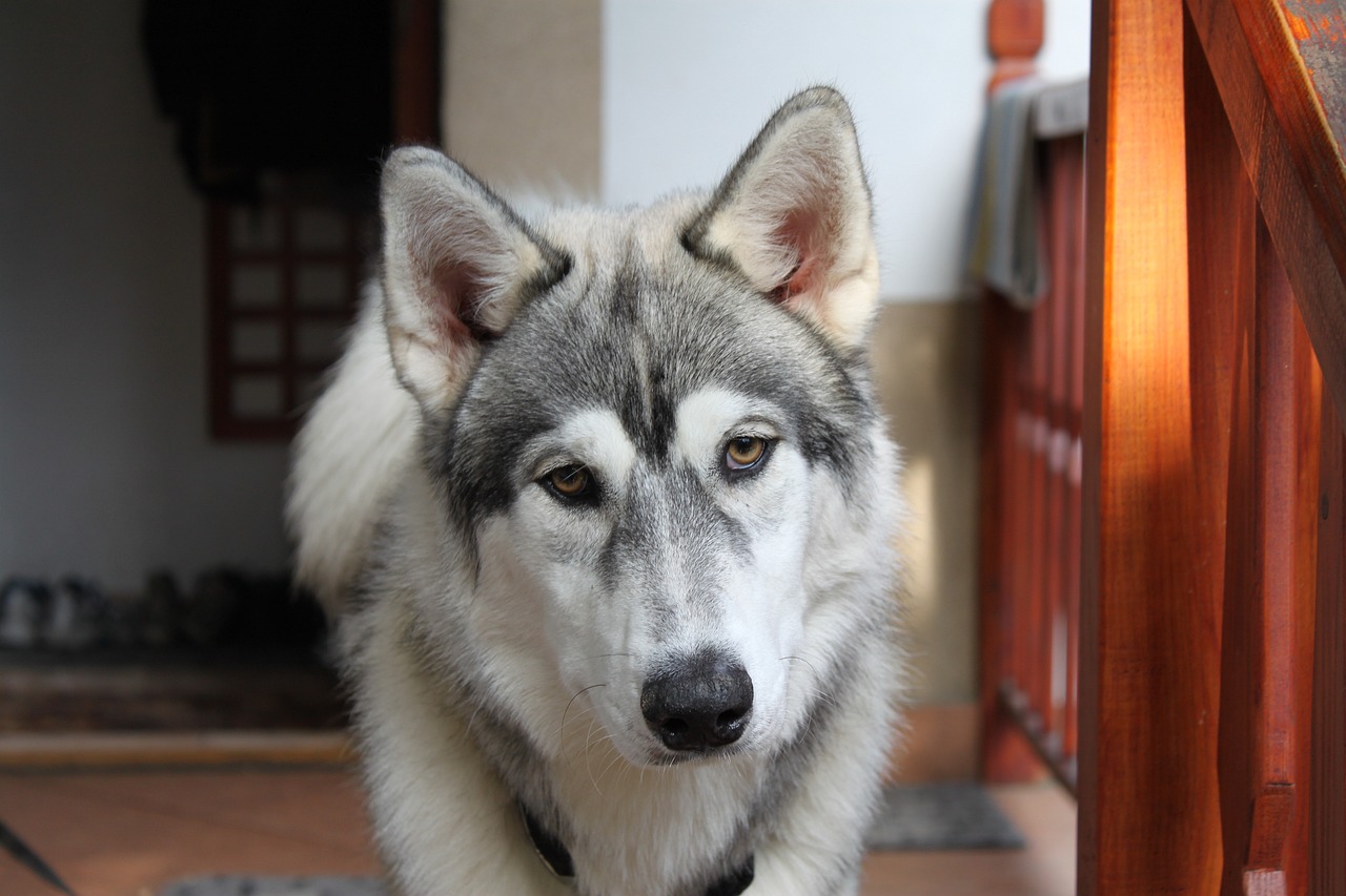 萨摩耶犬四个月的成长与发育特点