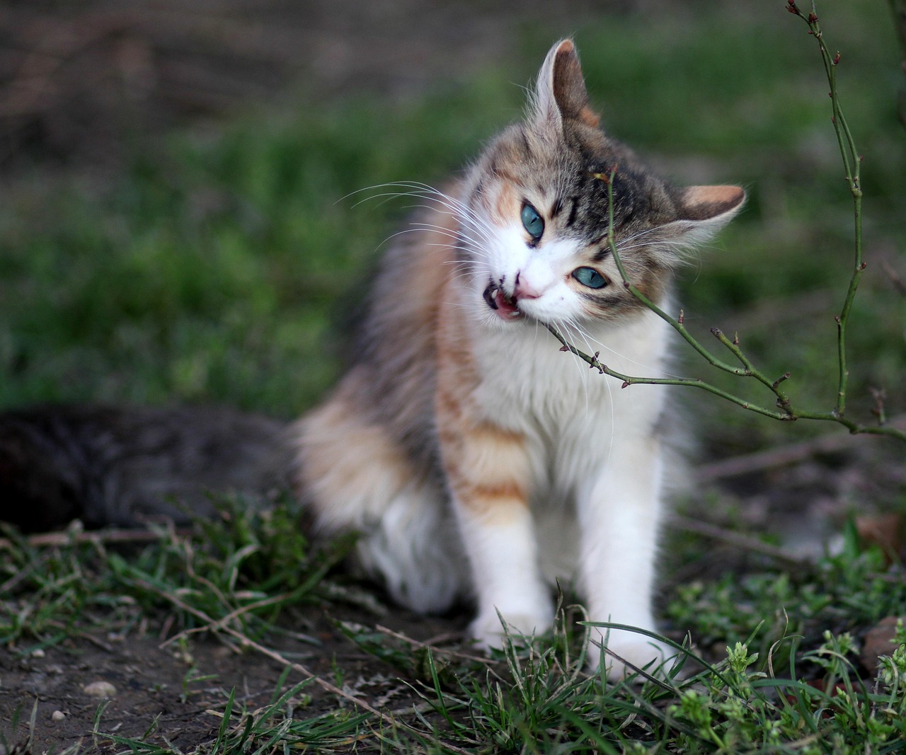 两个月小猫驱虫指南