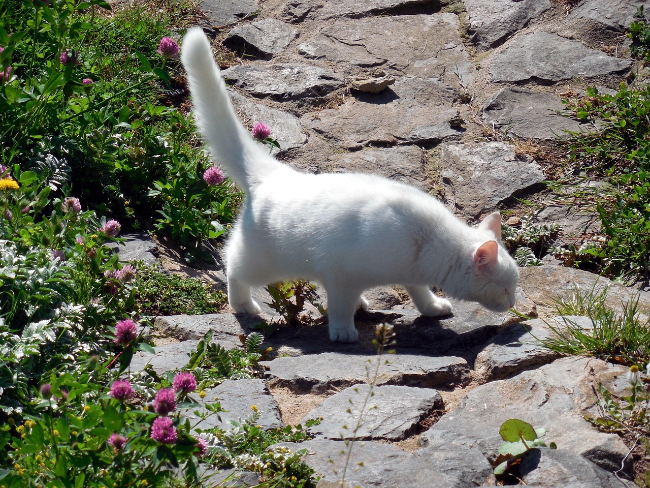 两个月大的猫咪，探索生命的奇妙旅程