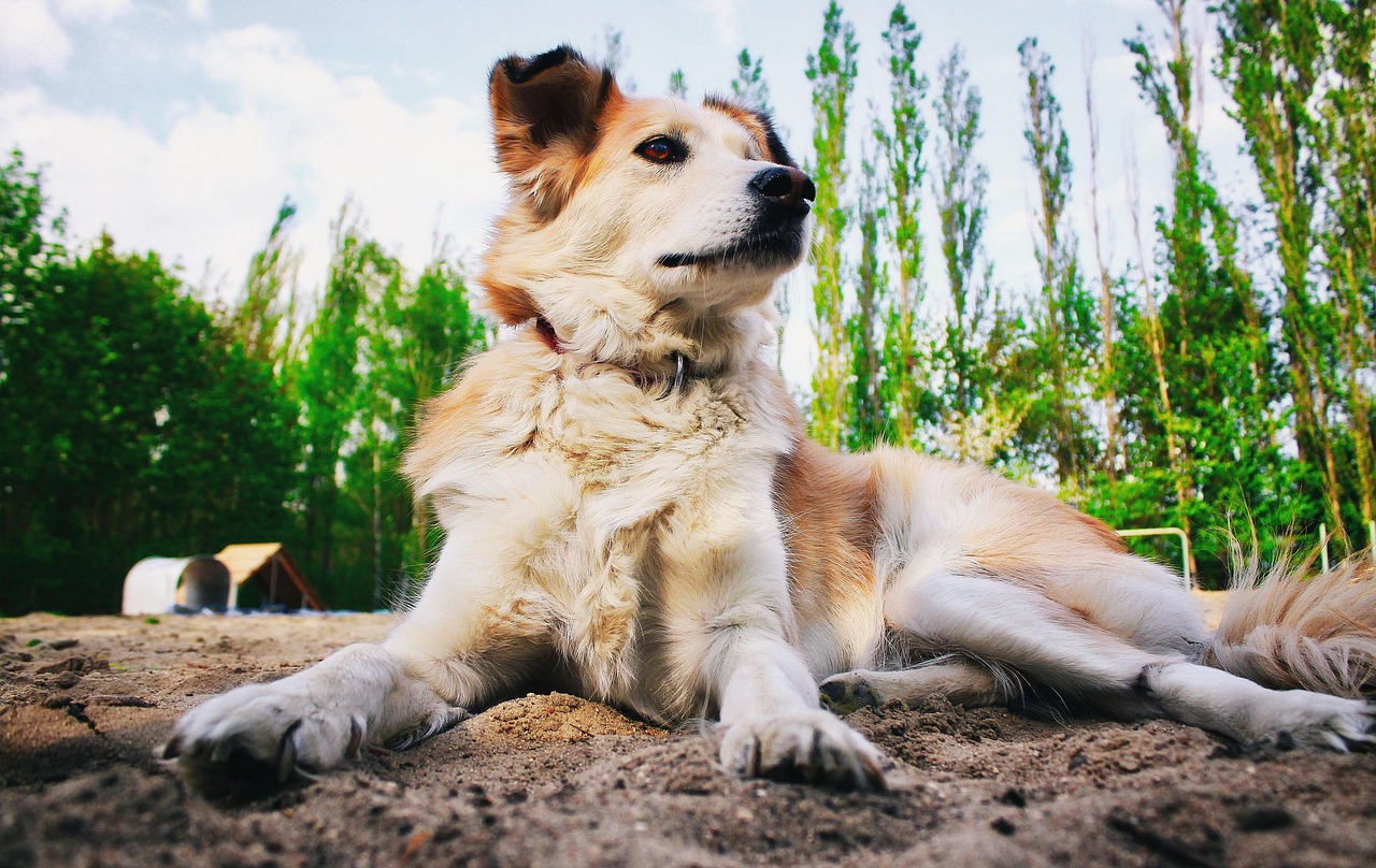 三个月秋田犬喂养指南