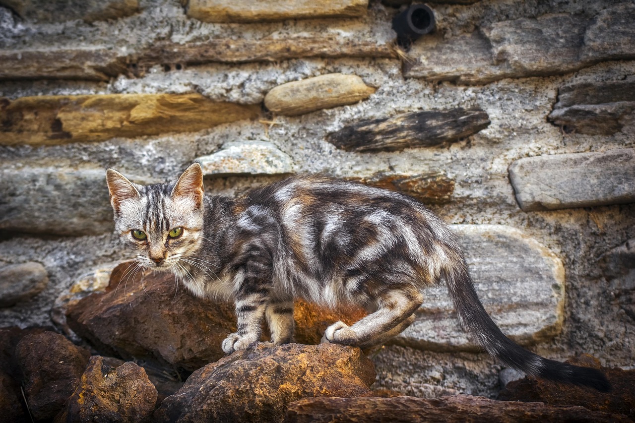 小猫三个月与狂犬病的预防与应对