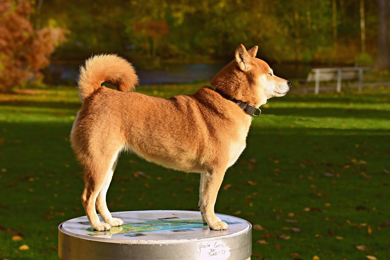 萨摩耶犬的耳朵发育与立耳时间解析